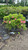 Acer palmatum Oregon Sunset 168465